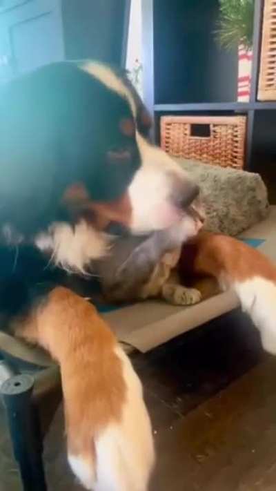 Chippy is fine...tell her, go ahead Chippy, tell her you&rsquo;re fine. Tell her! Say you&rsquo;re fine!