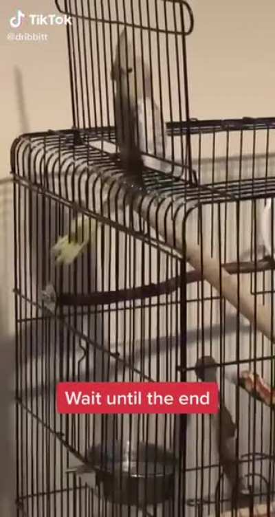 Bird Scream (credit to @dribbitt on tiktok)