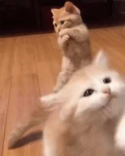First kitty is being a bro by going first unprepared to let the other kitty have time to prepare for the cuteness stand up exams.