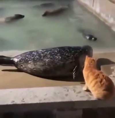 slap