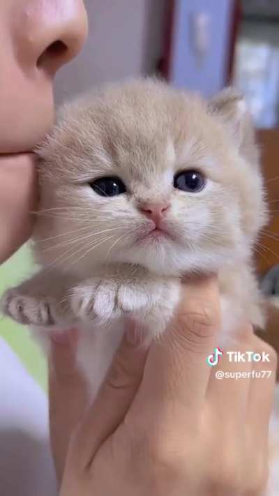 Que fofo 😍