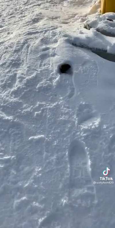 Not mine bout found it in #rat on tiktok. Apologies if repost