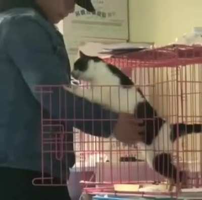Sweet kitty doesn&rsquo;t want food, just cuddles