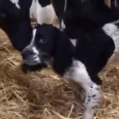 a puppy got into the stable, to which we can all give love!