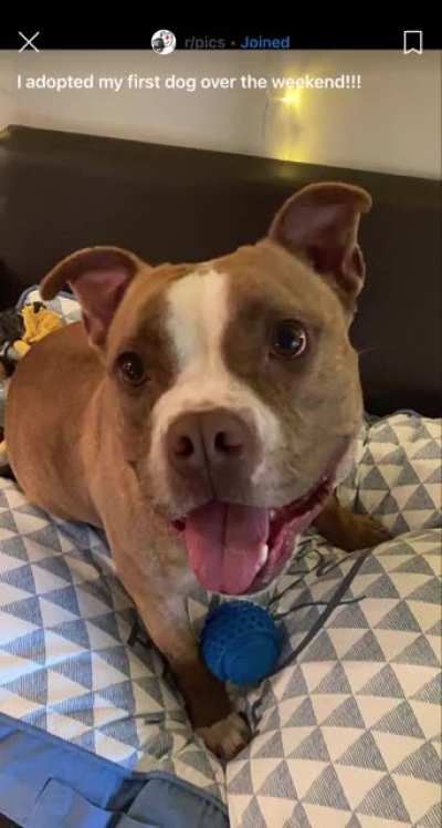 Redditor adopts their first dog, a pitbull. One month later they post this video with &ldquo;Idk what to do&rdquo;