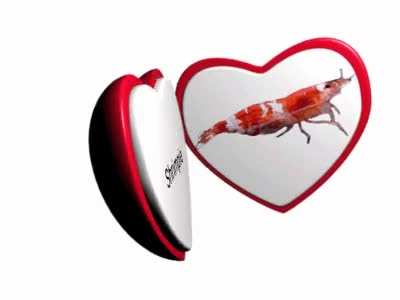 Shrimpie