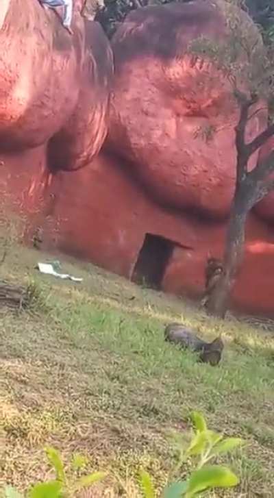 A person who was walking vulnerably on the boulders of the African Lion moat area-where the lions are released in the exhibited enclosure at Zoo, was rescued &amp;amp; handed over to Bahadurpura Police station (India)