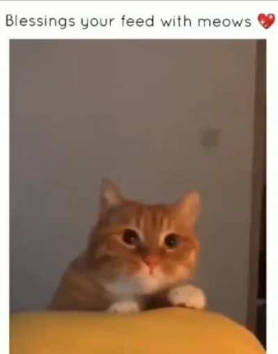 Chatty kitty