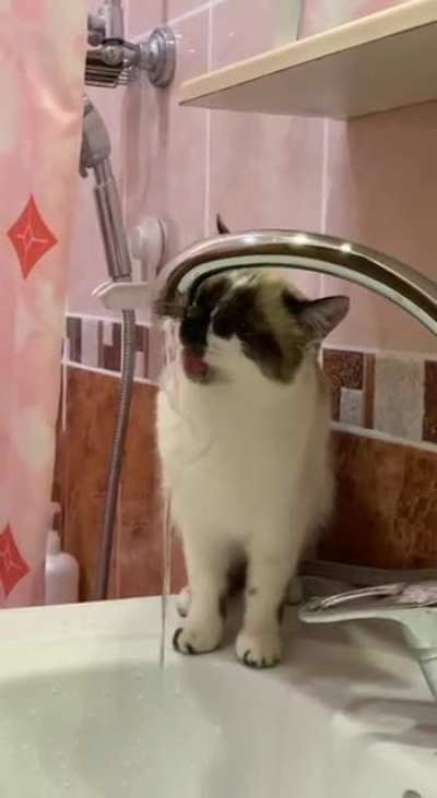 Котик на водопое
