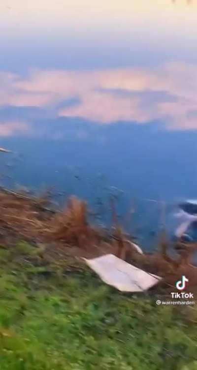 Gators don&rsquo;t seem to mind...
