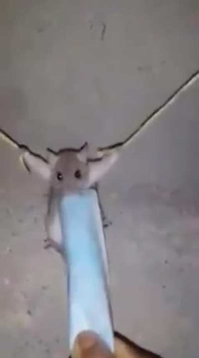 R A T