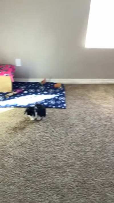 When living with a free roam bun, you must remember that it is not your house anymore, it’s his.