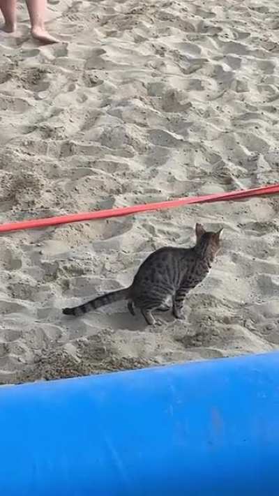 Have a nice game, hoomans!