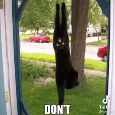 black cats but don't stop me now