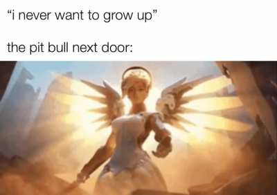 pit bull