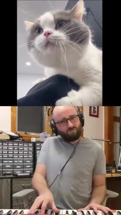 Cat duet