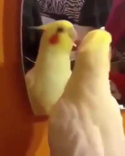 This bird vibing to his reflection and "Half Way There"