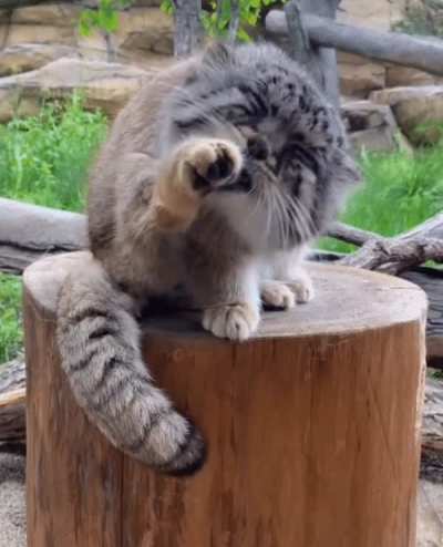 How many licks?
