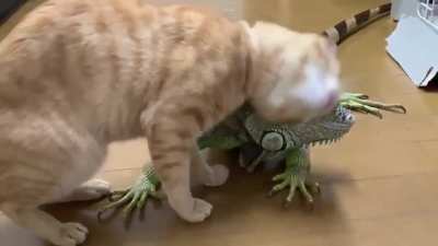 このイボイボが🦎 気持ちいいにゃ〜😸(о&acute;&forall;`о)スリスリ