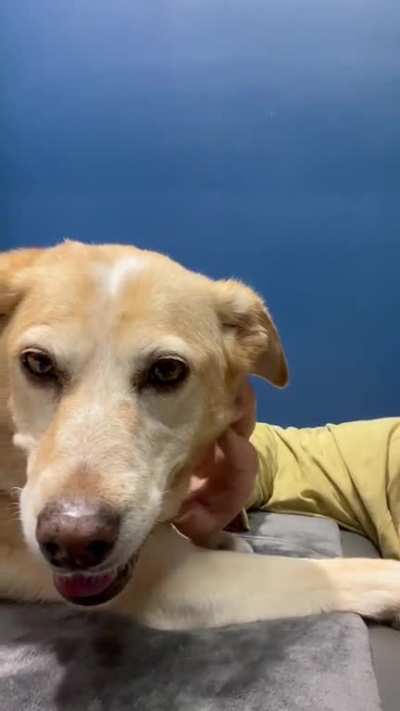 One last good pet before I had to say goodbye to Cass. My heart truly hurts and I cannot even put to words how much she will be missed. Rest in peace my sweet princess 💔