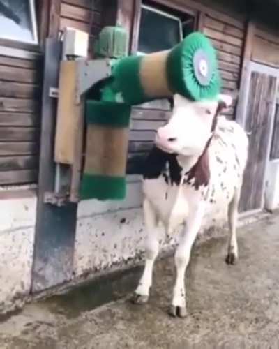 How can a cow enjoy a massage but have "no feelings"? You go girl