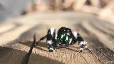 Small spider says hello to my camera
