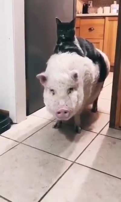 Timon and Pumbaa