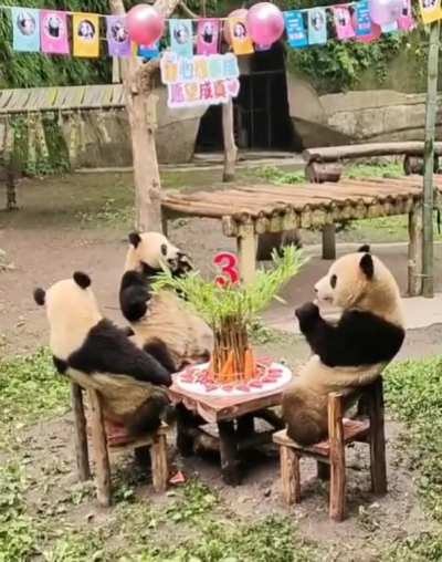 The baby panda's third birthday