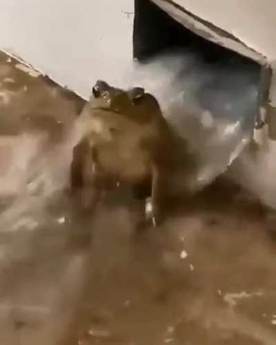 The whole sub knowing it&rsquo;s Wednesday and waiting for the raws