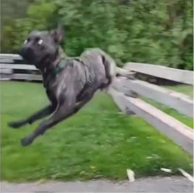 He didn&rsquo;t look elegant doing it but he still made it!