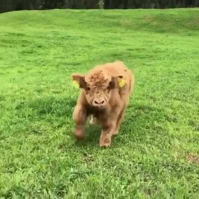 moo