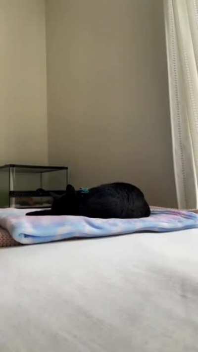 Cat fukn dies