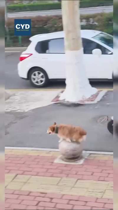 An elderly man sits easy on his scooter while his small dog turns the stone piers into a playground.