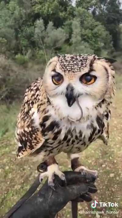 He&rsquo;s comin to say hello