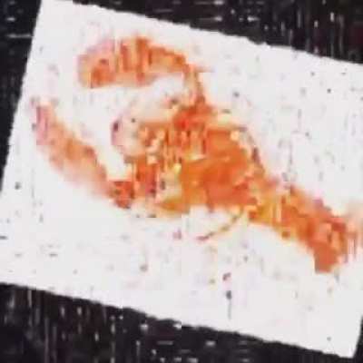 lobster