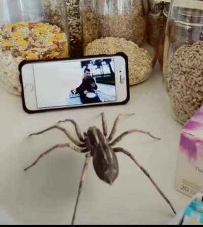 Se voc&ecirc; tem medo de aranha pelo menos pare de dar chilique s&oacute; de ver uma