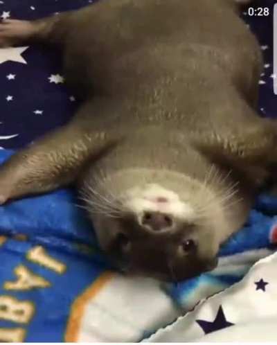 So y&rsquo;all wanted more otter?