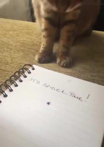 It's spider time!