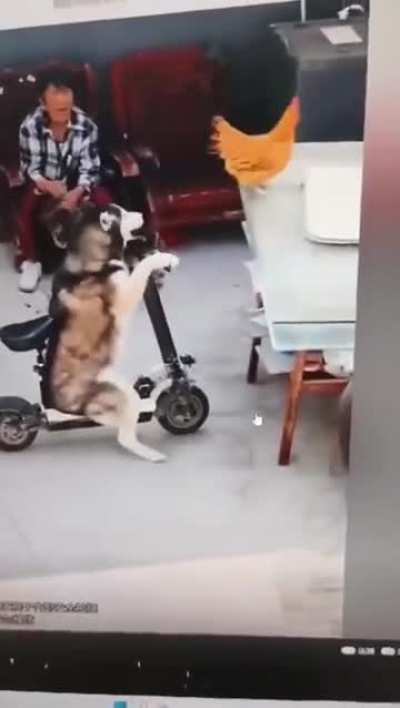 chicken jockey