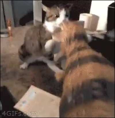 Evil cat = attacc