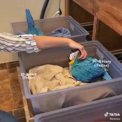 Baby Polly nursery