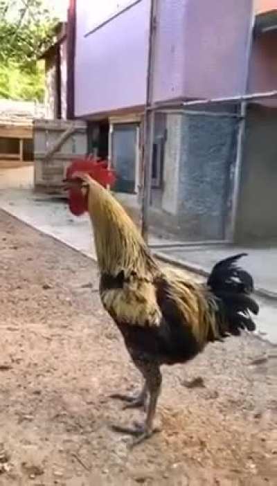 EEEEEEeee..