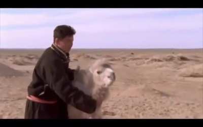 This 2003 documentary captured the exact moment an ancient ritual made a mother camel cry and accept her rejected calf.