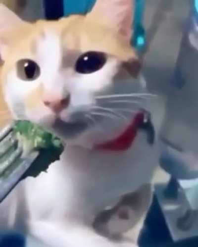 Who doesn&rsquo;t love broccoli?