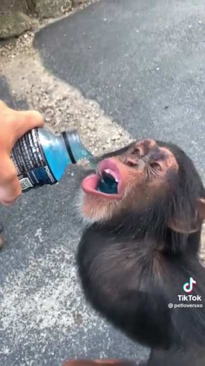 Chimps will do good around us🐒