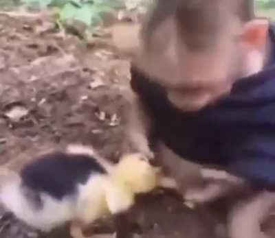 nom no-