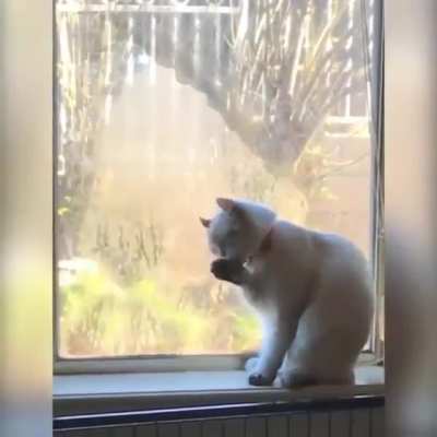 Кот.....Кот....Привет, Кооот!