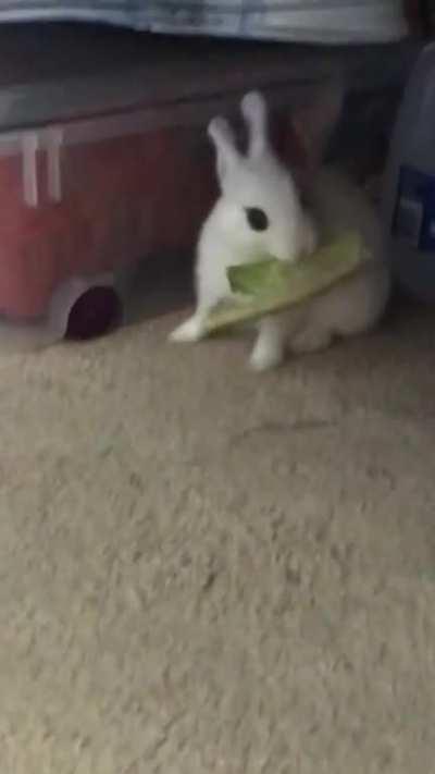 Rosemary enjoying Romaine