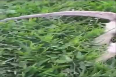UMMMM MACACO TA DURO