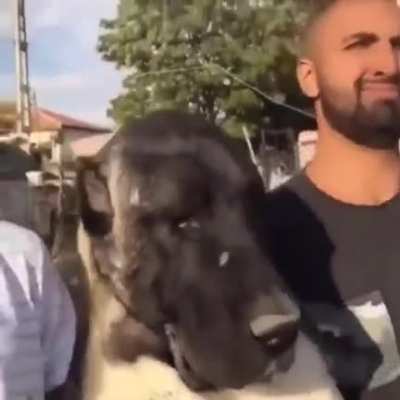 azerbaycan zafer kutlamalarında karabağa rusların gireceğini &ouml;ğrenmişimdir